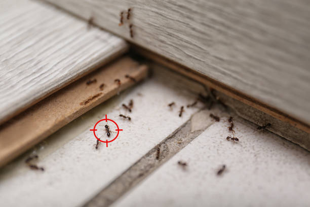Best Cockroach Control Services  in Rhome, TX