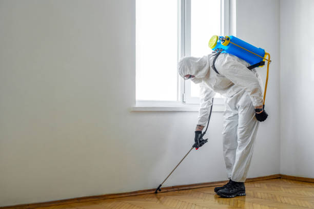 Best Flea Control Services  in Rhome, TX