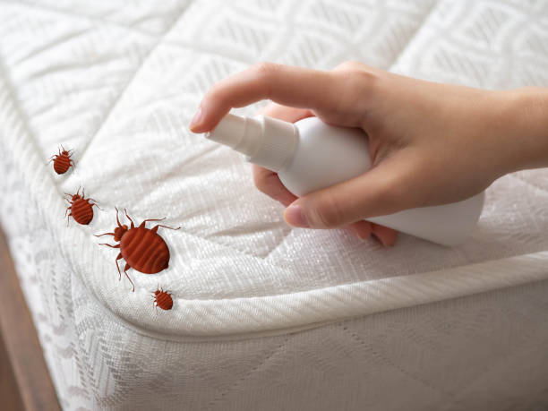 Best Wasp Removal Services  in Rhome, TX